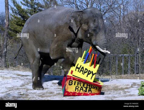 Asian elephant 'Raja' celebrates 31st birthday today